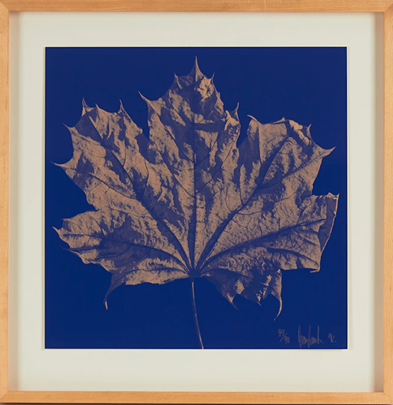 Ray Charles White, Four Untitled Works (The Maple Leaf)
