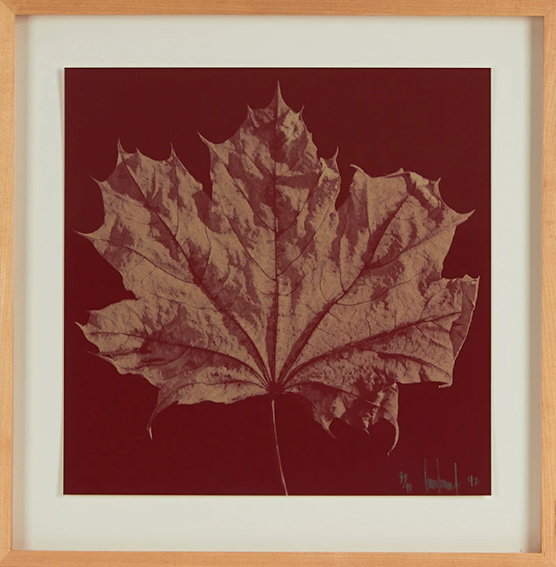 Ray Charles White, Four Untitled Works (The Maple Leaf), offset lithographs, 1992 - view 2
