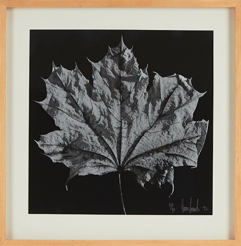 Ray Charles White, Four Untitled Works (The Maple Leaf), offset lithographs, 1992 - view 3
