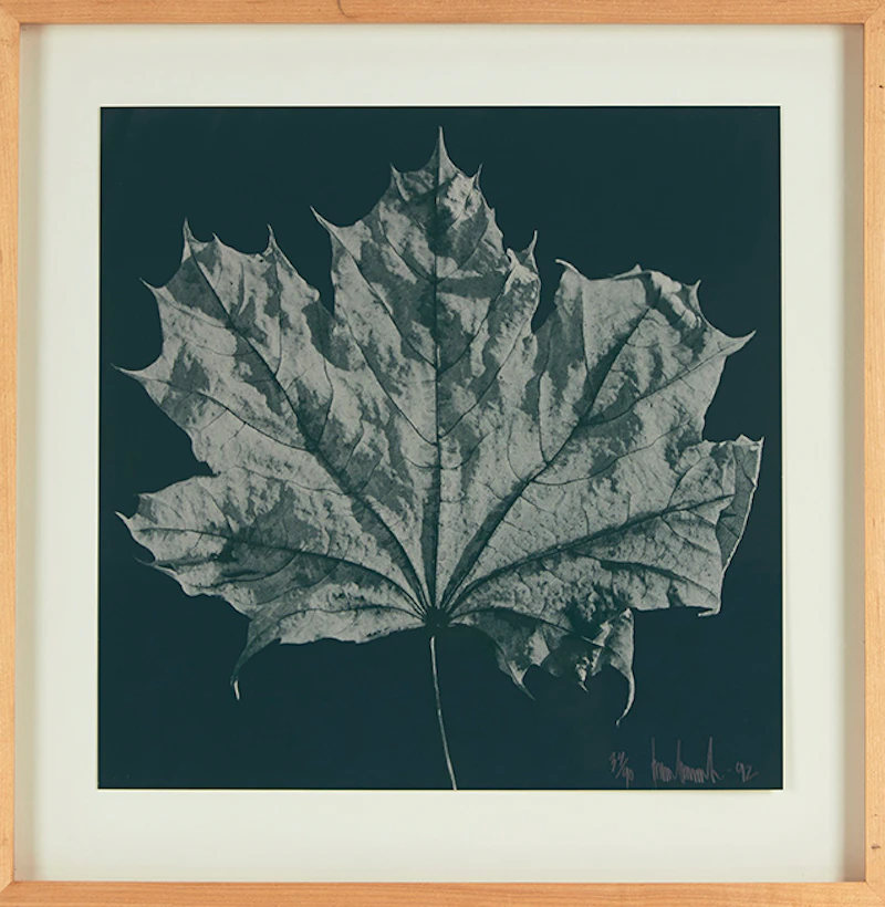 Ray Charles White, Four Untitled Works (The Maple Leaf), offset lithographs, 1992 - view 4