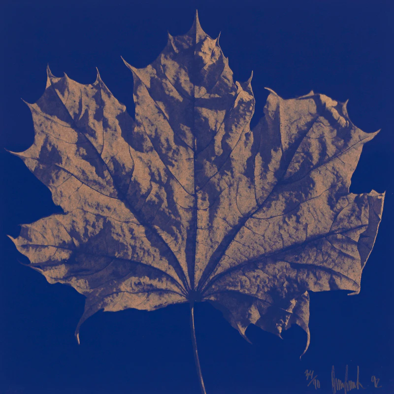 Ray Charles White, Four Untitled Works (The Maple Leaf), offset lithographs, 1992 - view 5