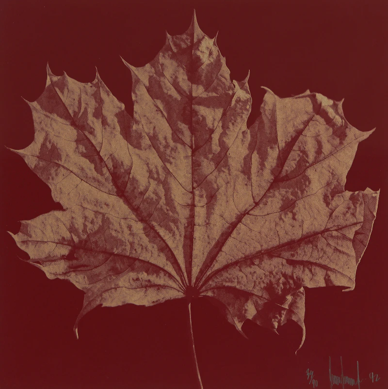 Ray Charles White, Four Untitled Works (The Maple Leaf), offset lithographs, 1992 - view 6