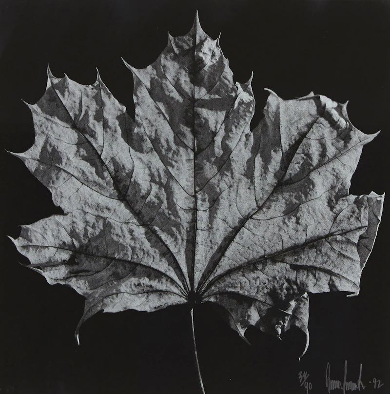 Ray Charles White, Four Untitled Works (The Maple Leaf), offset lithographs, 1992 - view 7
