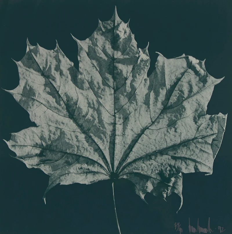 Ray Charles White, Four Untitled Works (The Maple Leaf), offset lithographs, 1992 - view 8