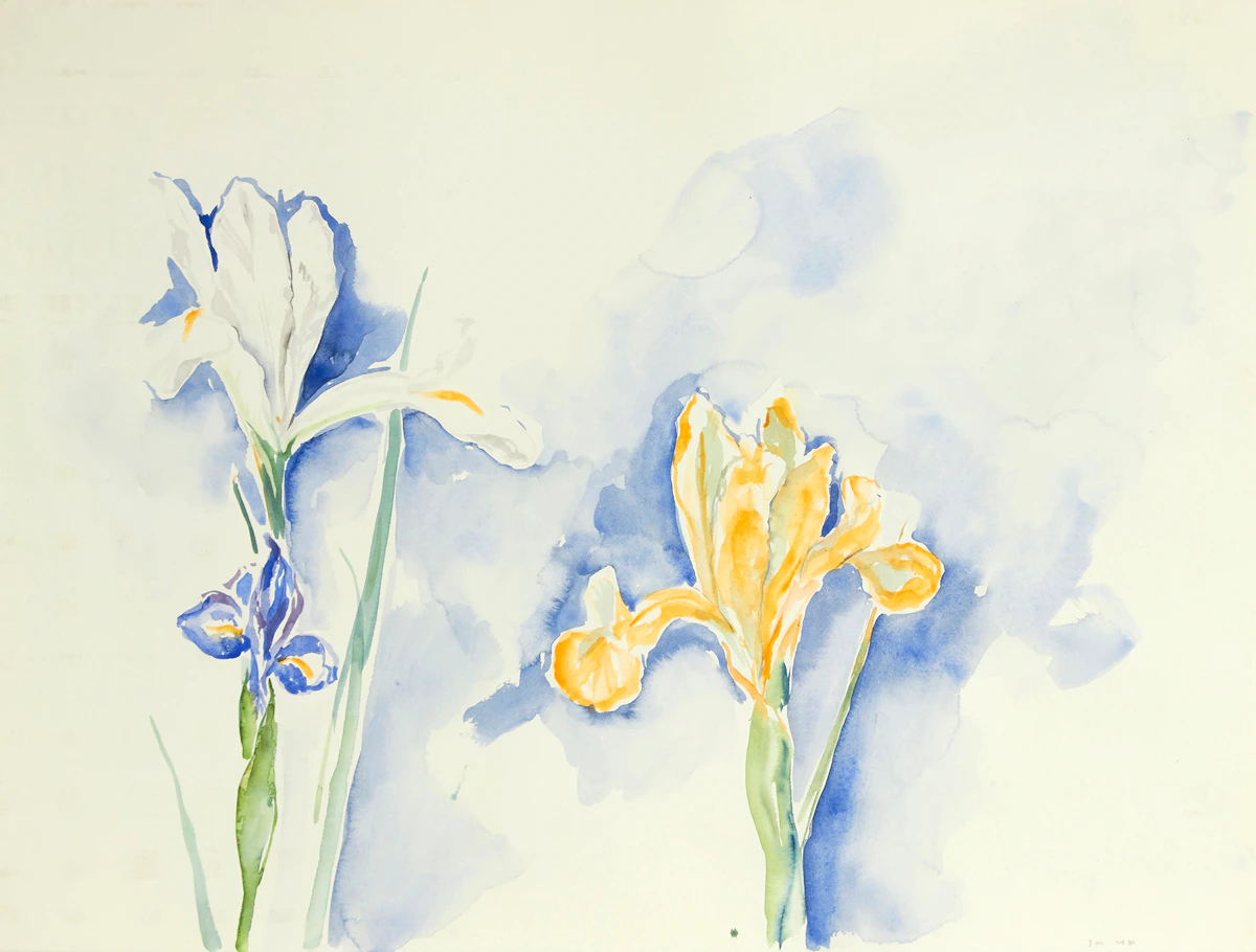 Lynn Donaghue, 3 Iris, watercolour, 1980