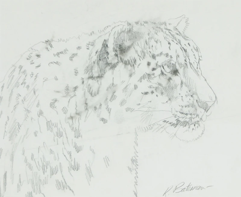 Robert Bateman, Study for High Kingdom Snow Leopard