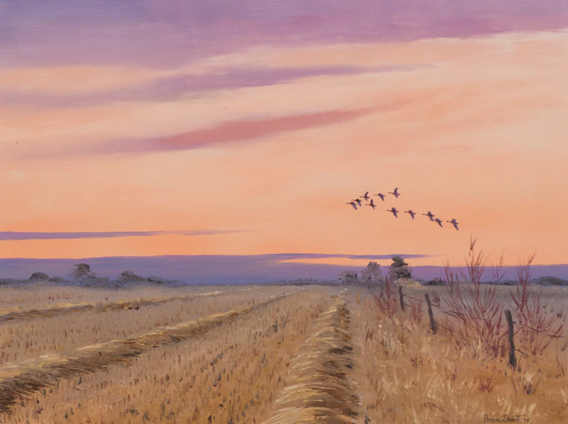 Ducks in Flight by Angus Shortt
