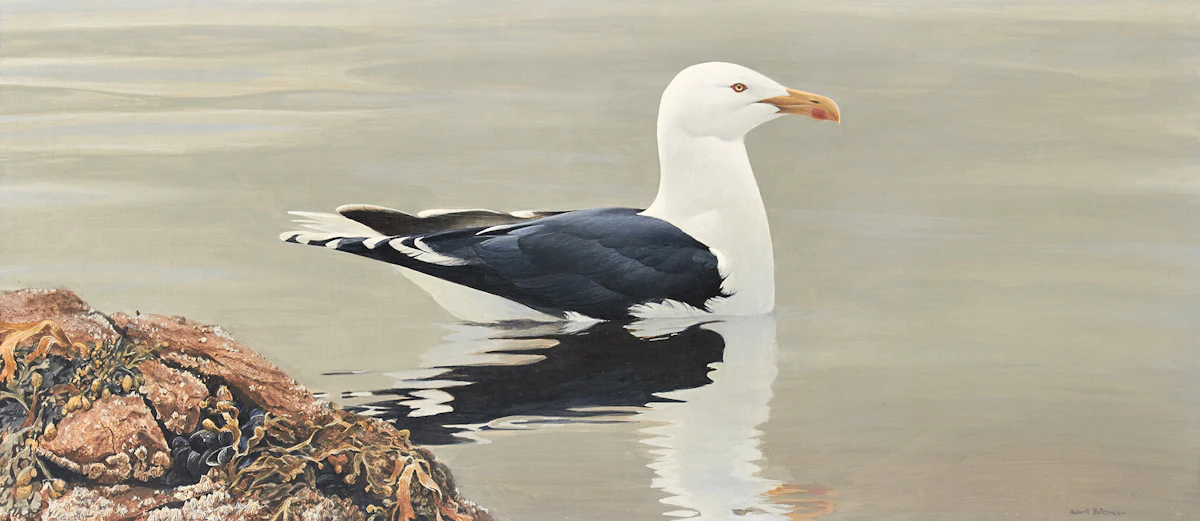 Robert Bateman, Gull, acrylic on board, 1969
