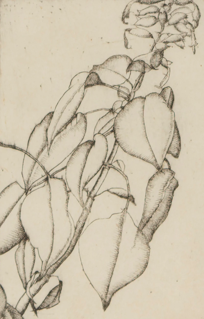 Salvia by Lionel LeMoine FitzGerald