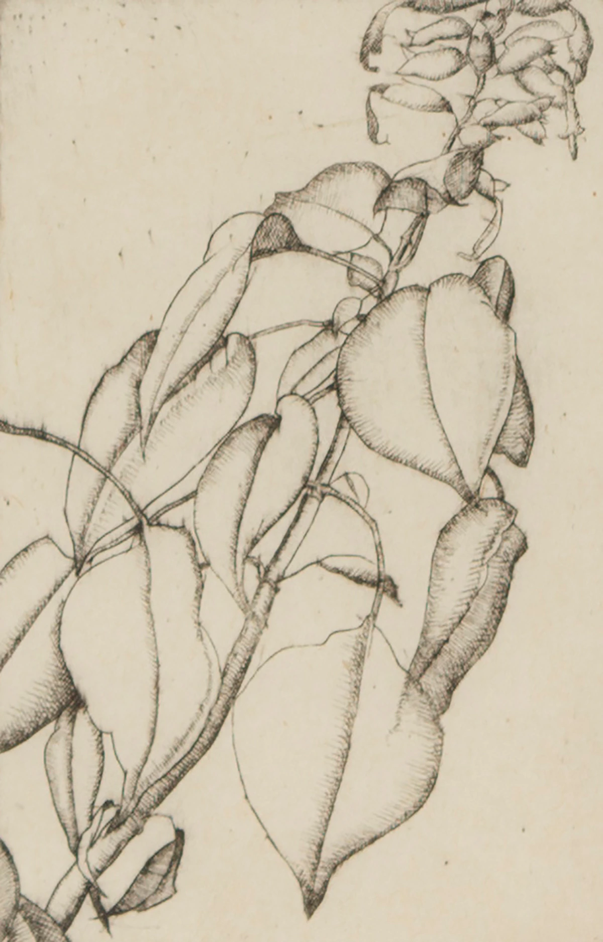 Lionel LeMoine FitzGerald, Salvia, etching, 1927