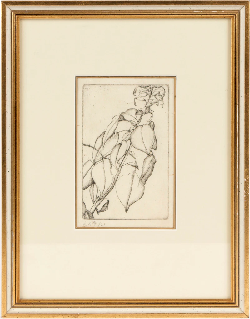 Lionel LeMoine FitzGerald, Salvia, etching, 1927 - view 2