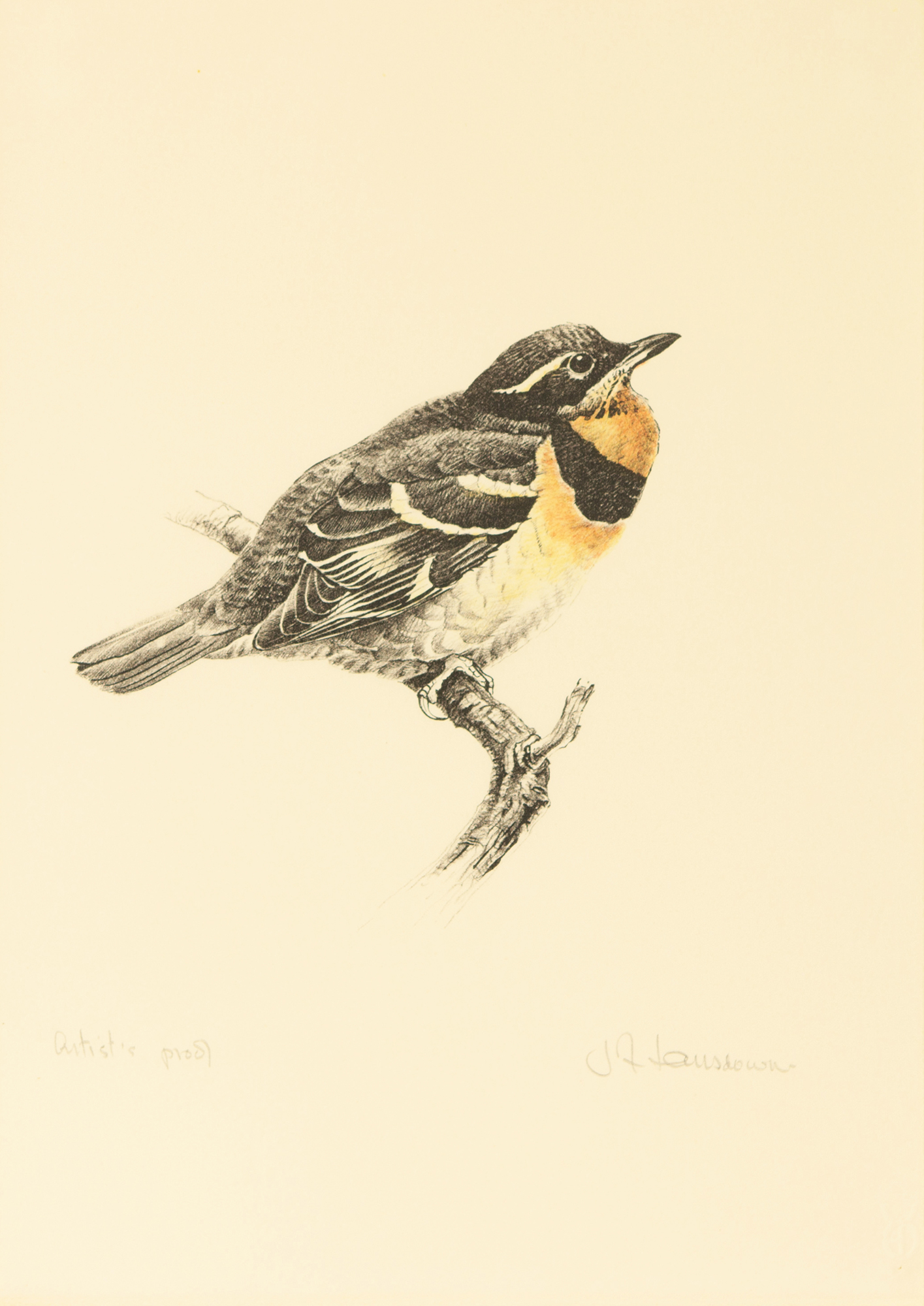 James Fenwick Lansdowne - Thrush | Cowley Abbott