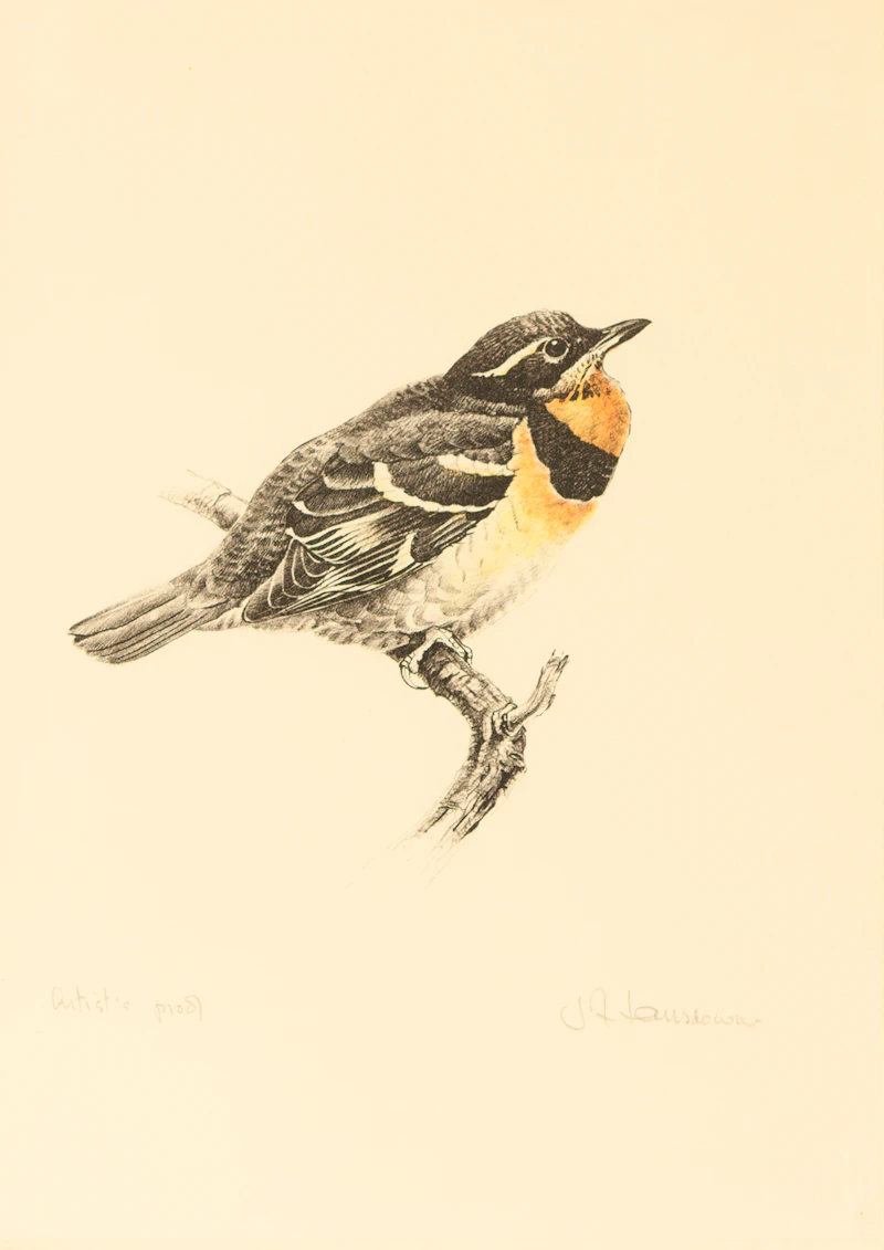 James Fenwick Lansdowne, Thrush
