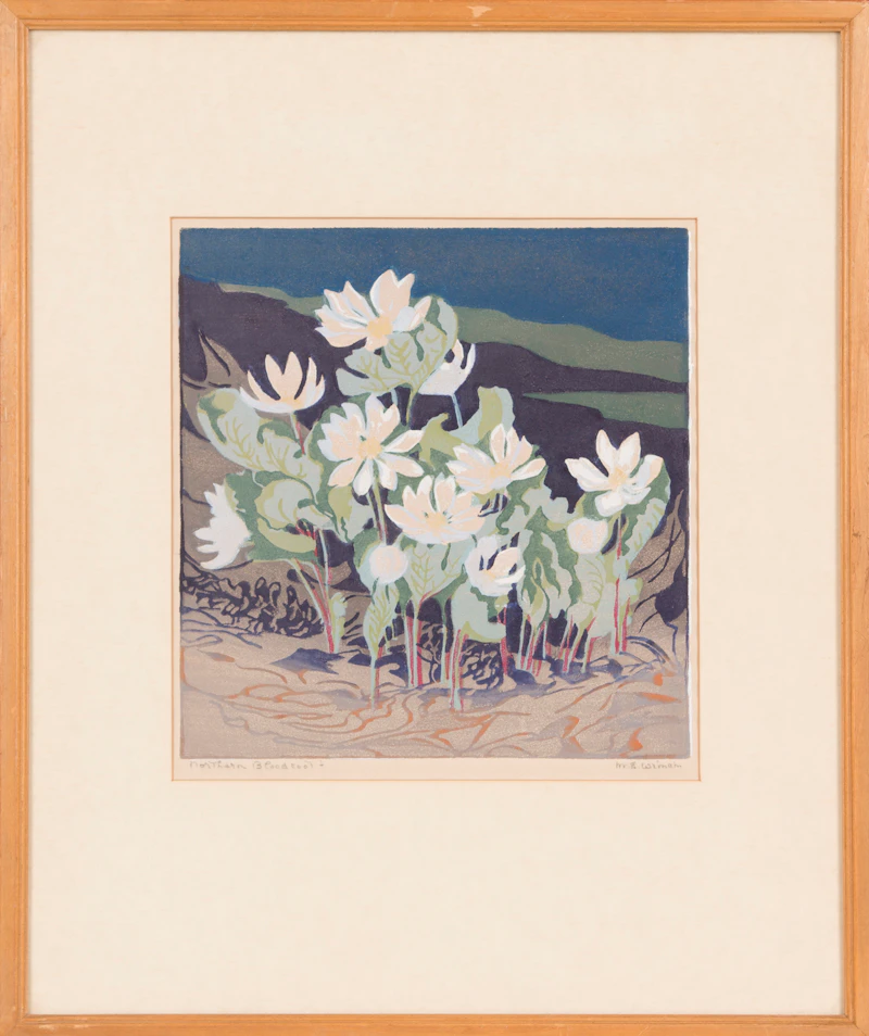 Northern Bloodroot by Mary Evelyn Wrinch