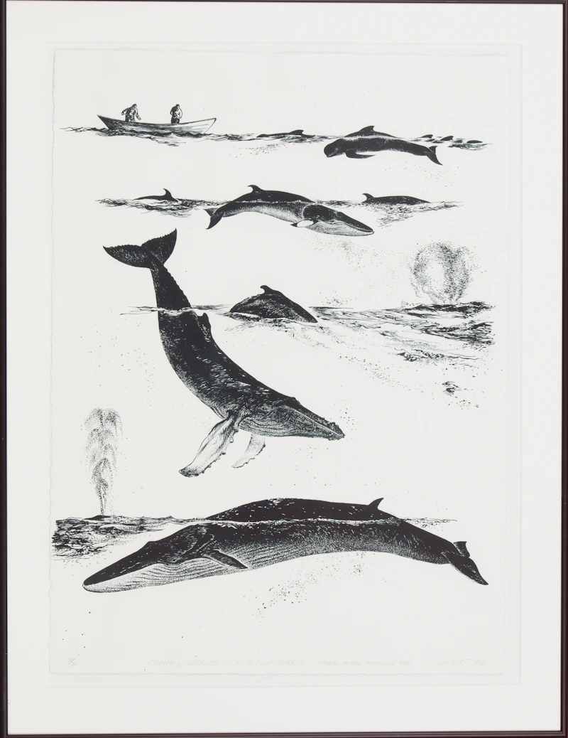 Common Whales of Newfoundland: Pothead; Minke; Humpback; Fin by Don Wright