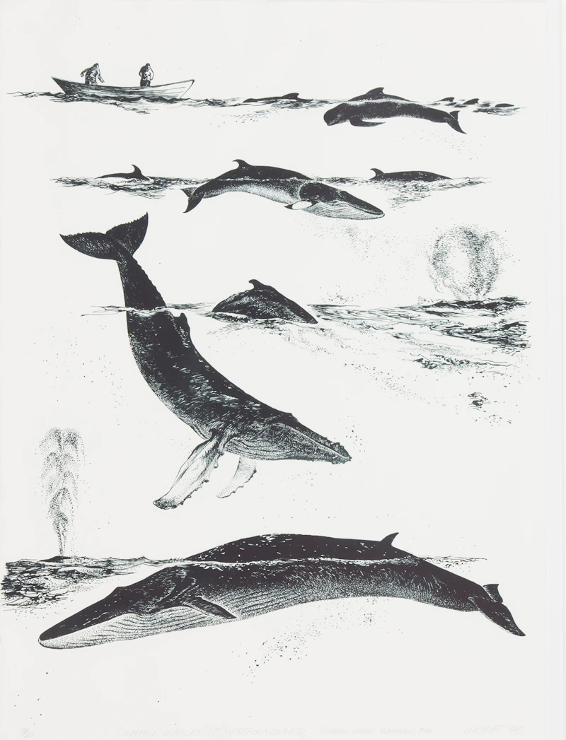 Don Wright, Common Whales of Newfoundland: Pothead; Minke; Humpback; Fin, lithograph, 1980 - view 2