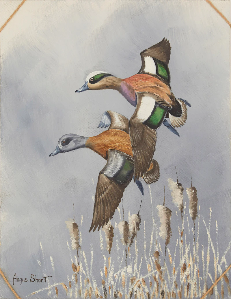 American Widgeon by Angus Shortt