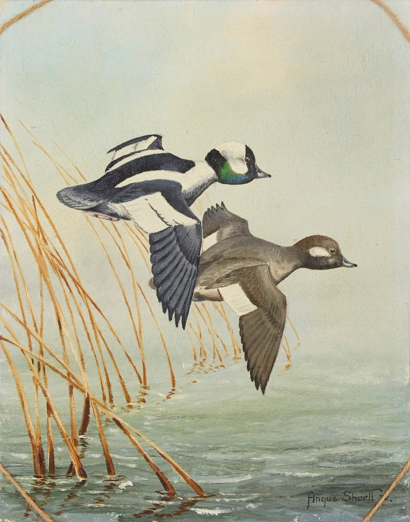 Flying Birds (Untitled) by Angus Shortt