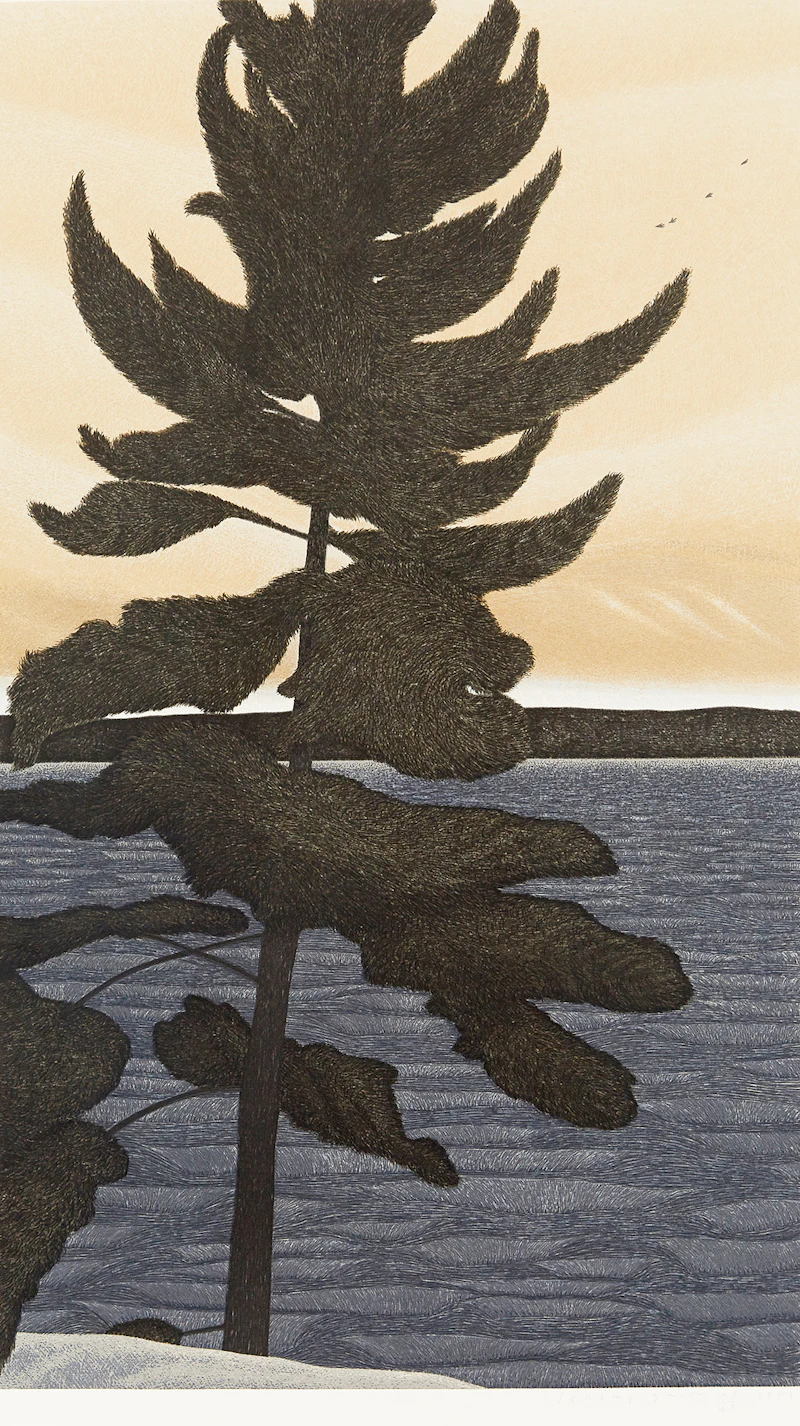Pine Tree, Burnegie by Jeremy Smith