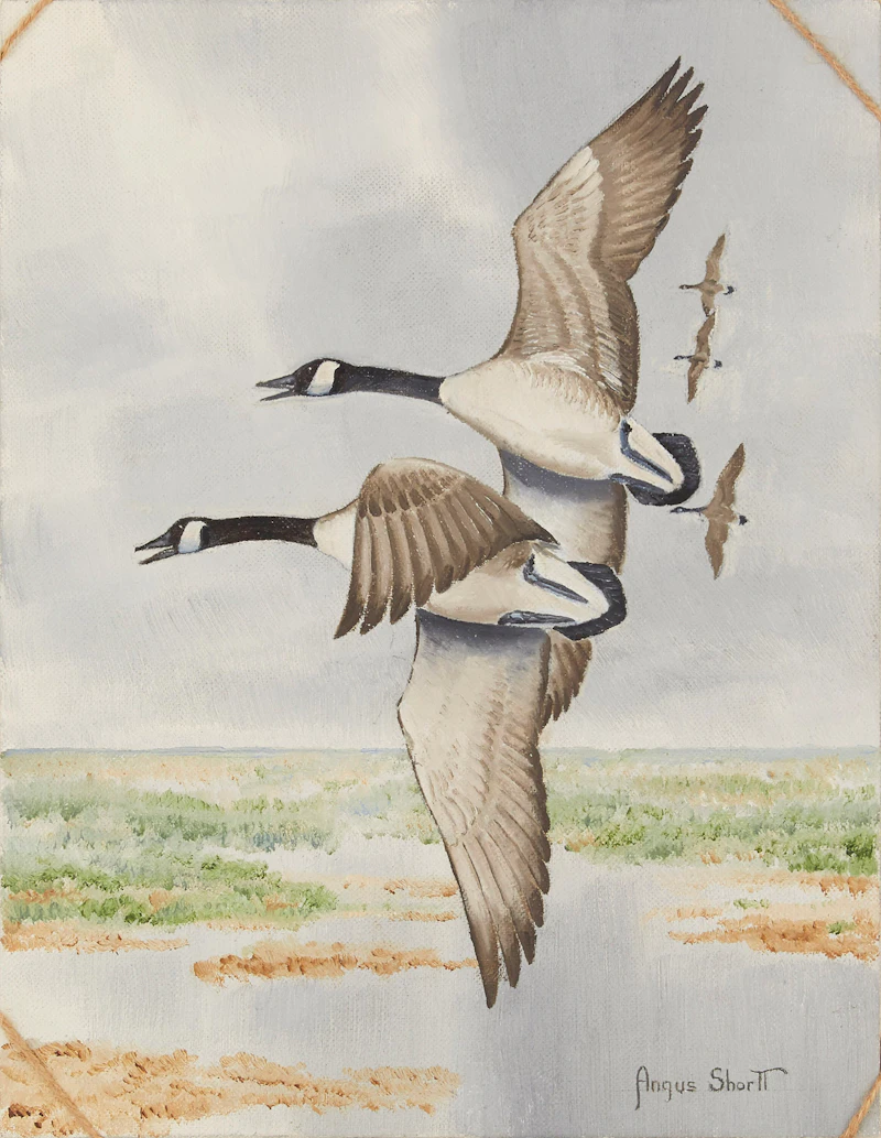 Giant Canada Goose by Angus Shortt