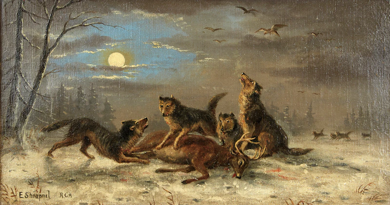 Edward Scrope Shrapnel, Wolves on the Hunt
