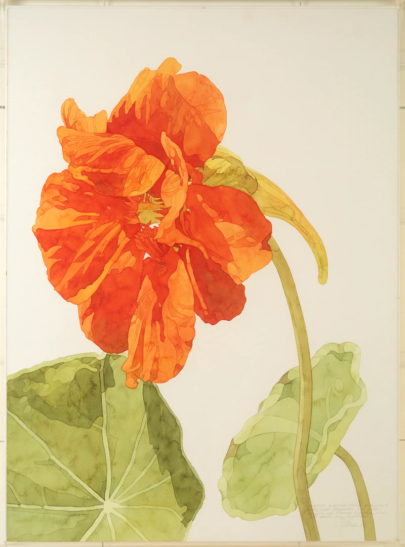 Nasturtium by Sally Wildman