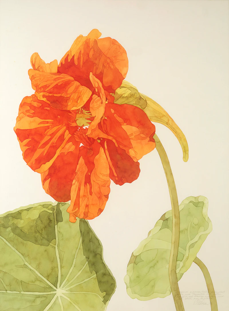 Sally Wildman, Nasturtium, watercolour, 1981 - view 2