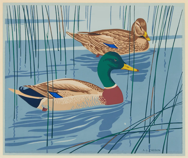 Alfred Joseph Casson, The Common Mallard