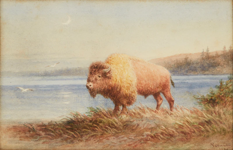 Bison by the Water’s Edge by Frederick Arthur Verner