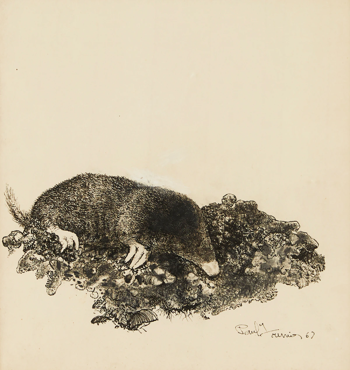 Richard Ferrier, Mole Burrowing, graphite drawing