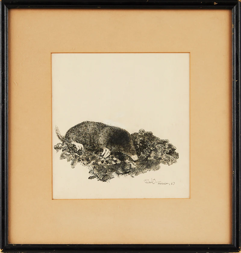 Richard Ferrier, Mole Burrowing, graphite drawing - view 2