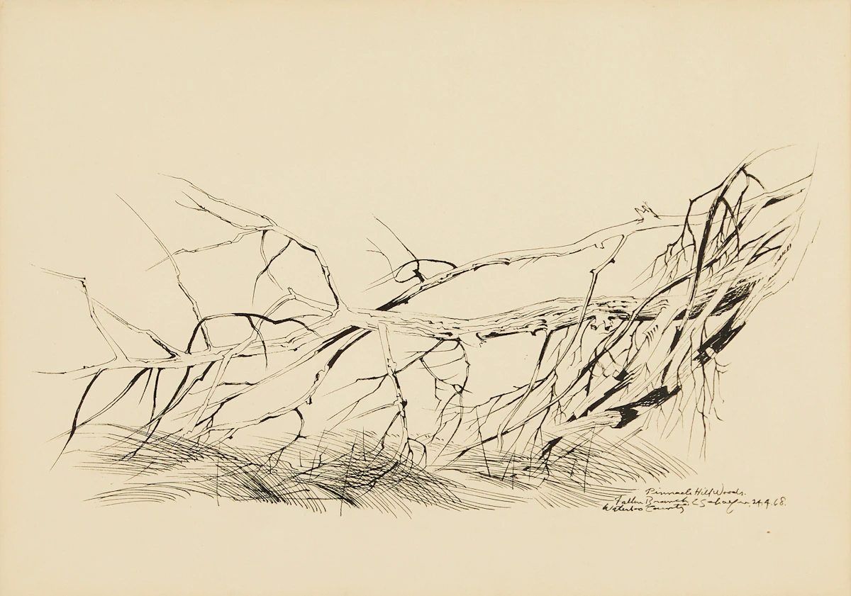 Carl Fellman Schaefer, Fallen Branch, Pinnacle Hill Woods, ink on paper