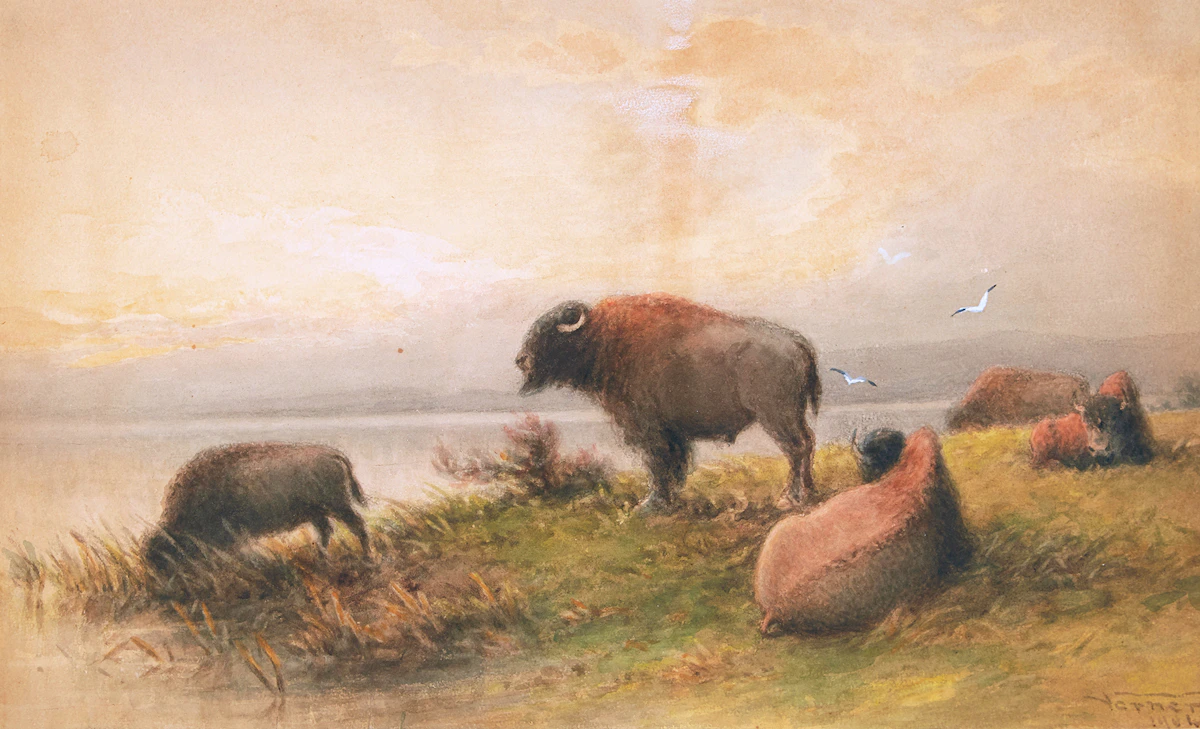 Frederick Arthur Verner, Bison - Evening, watercolour, 1901