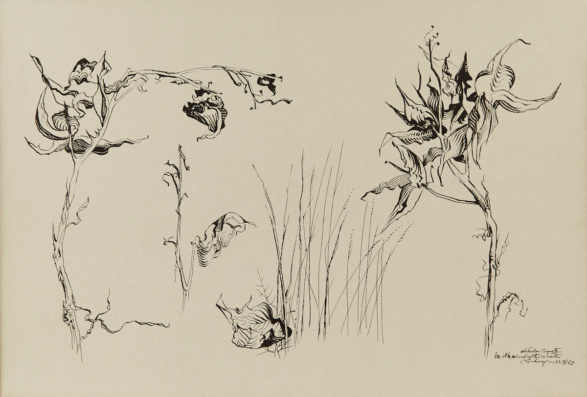 Carl Fellman Schaefer, Milk Weed After Winter, Waterloo County, ink on paper, 1967