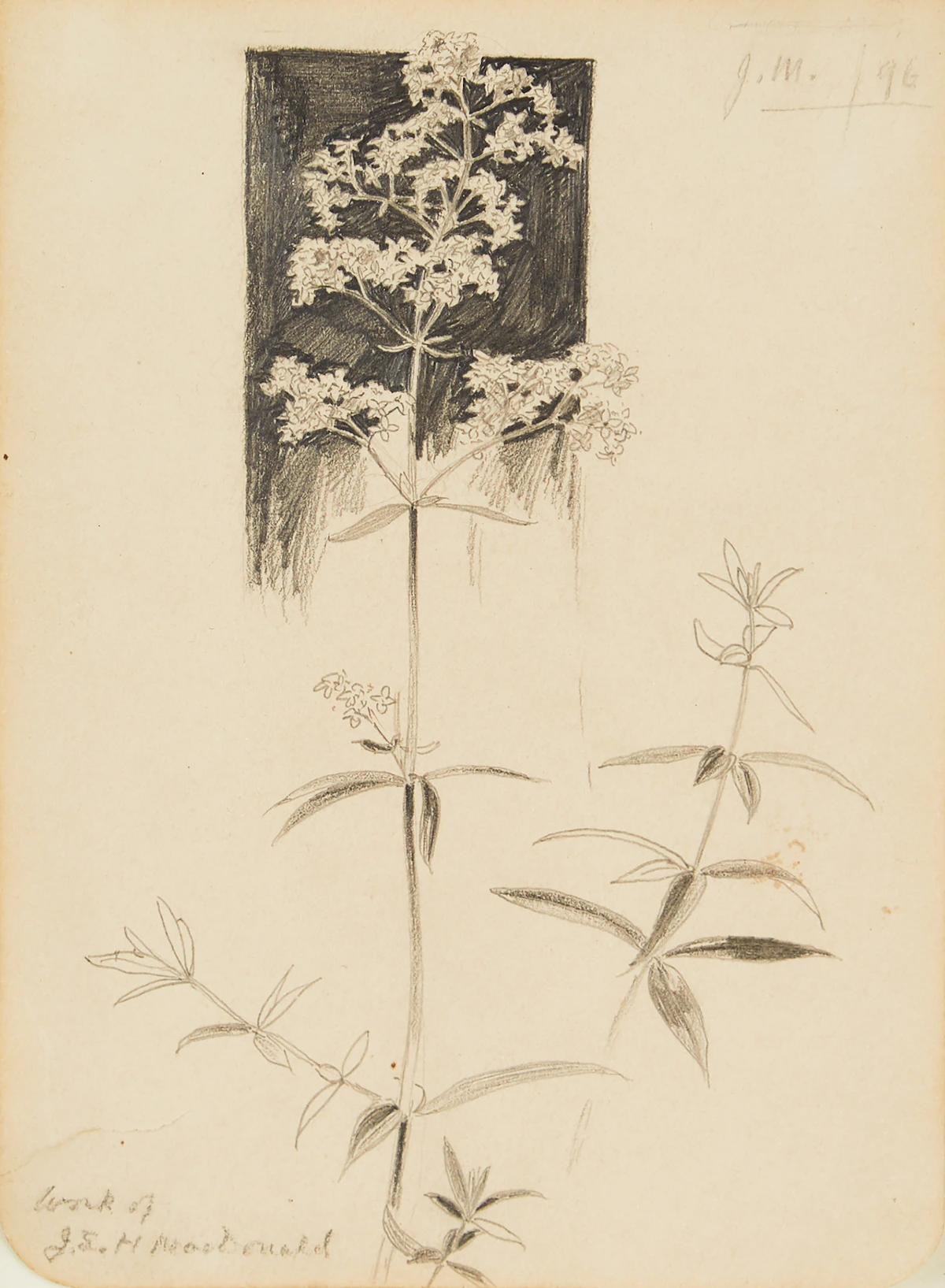 James Edward Hervey MacDonald, Botanical Still Life, pencil drawing, 1896
