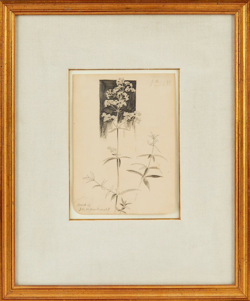 James Edward Hervey MacDonald, Botanical Still Life, pencil drawing, 1896 - view 2
