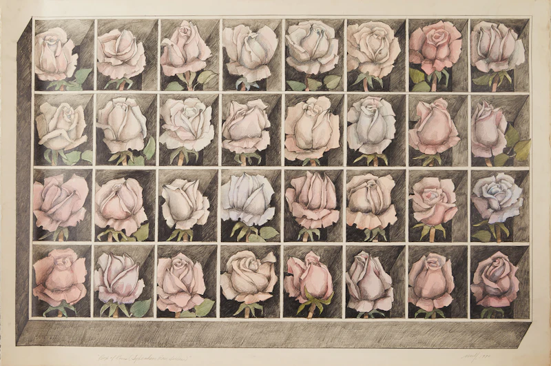 Frank Nulf, Box of Roses (Syndenham Rose Series), watercolour and graphite, 1990 - view 2