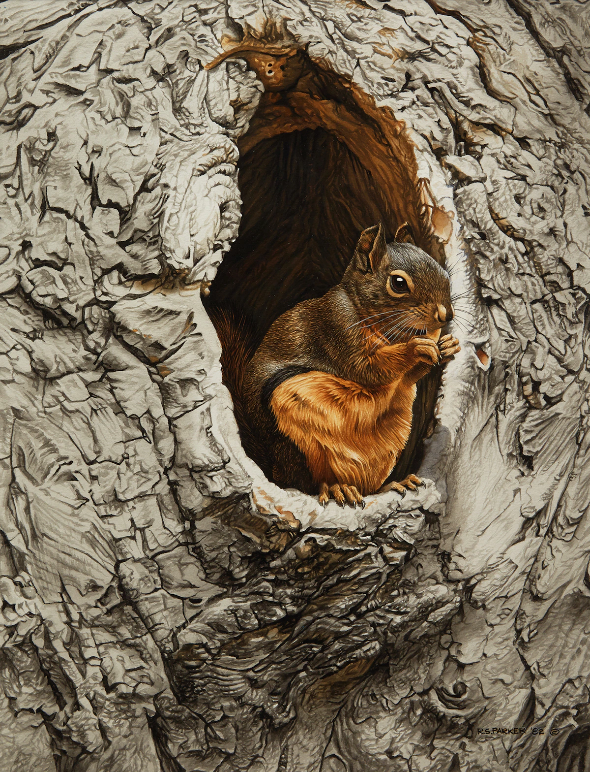 Ronald Parker, Douglas Squirrel, watercolour on illustration board, 1982