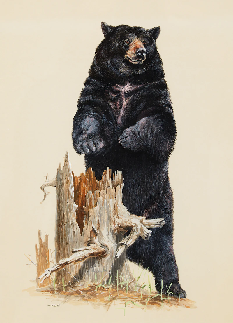 James Richard Lumbers, Black Bear
