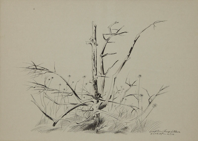 Small Pine Stump by Carl Fellman Schaefer