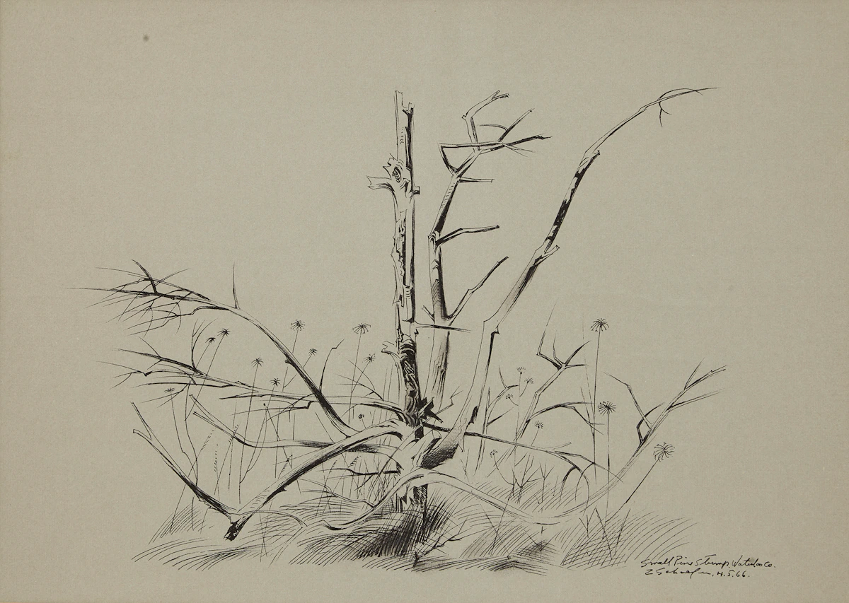 Carl Fellman Schaefer, Small Pine Stump, ink drawing, 1966