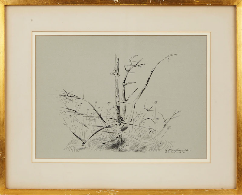 Carl Fellman Schaefer, Small Pine Stump, ink drawing, 1966 - view 2