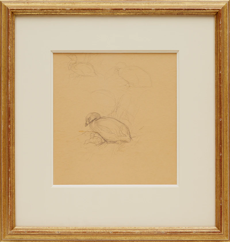 James Fenwick Lansdowne, Pied-Billed Grebe (Podilymbus Podiceps)