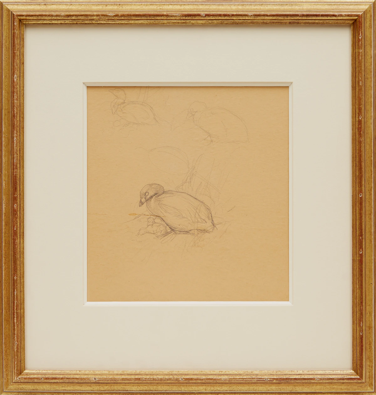 James Fenwick Lansdowne, Pied-Billed Grebe (Podilymbus Podiceps), graphite drawing