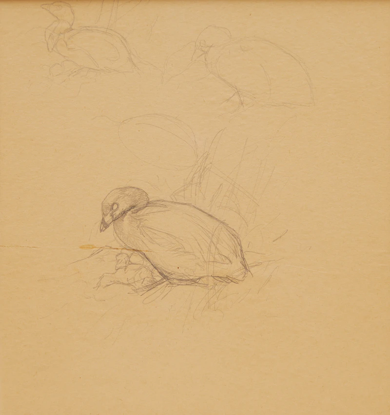 James Fenwick Lansdowne, Pied-Billed Grebe (Podilymbus Podiceps), graphite drawing - view 2