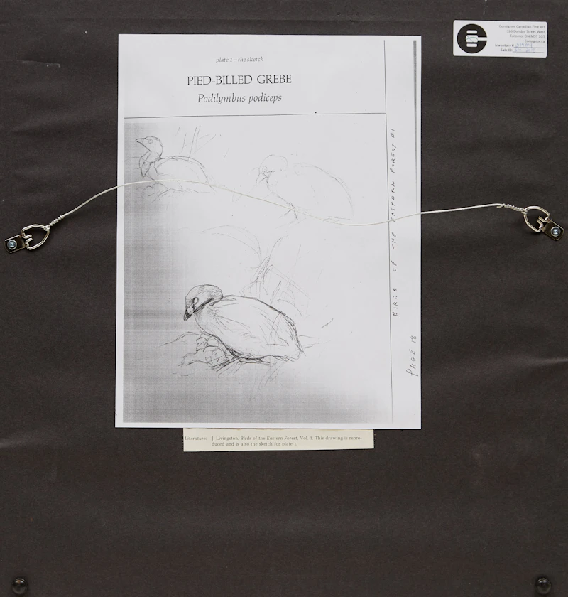 James Fenwick Lansdowne, Pied-Billed Grebe (Podilymbus Podiceps), graphite drawing - view 3