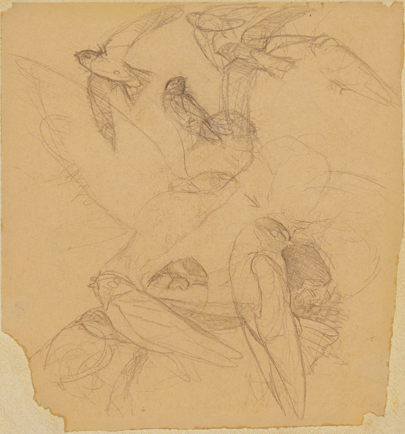 James Fenwick Lansdowne, Cliff Swallow (Petrochelidon Pyrrhonota), graphite drawing - view 2