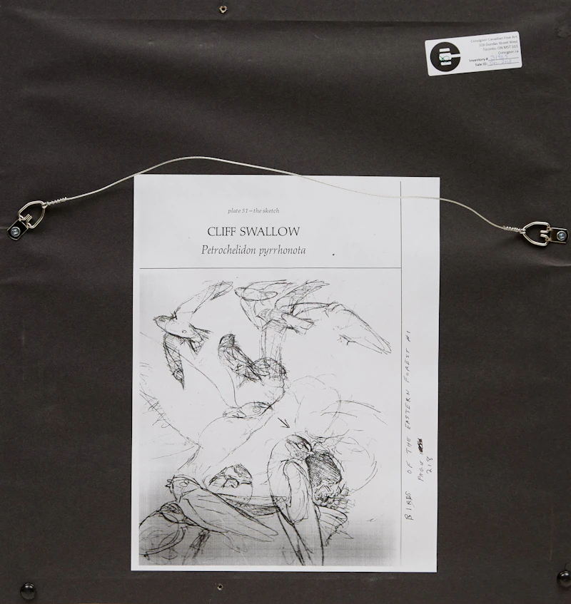 James Fenwick Lansdowne, Cliff Swallow (Petrochelidon Pyrrhonota), graphite drawing - view 3