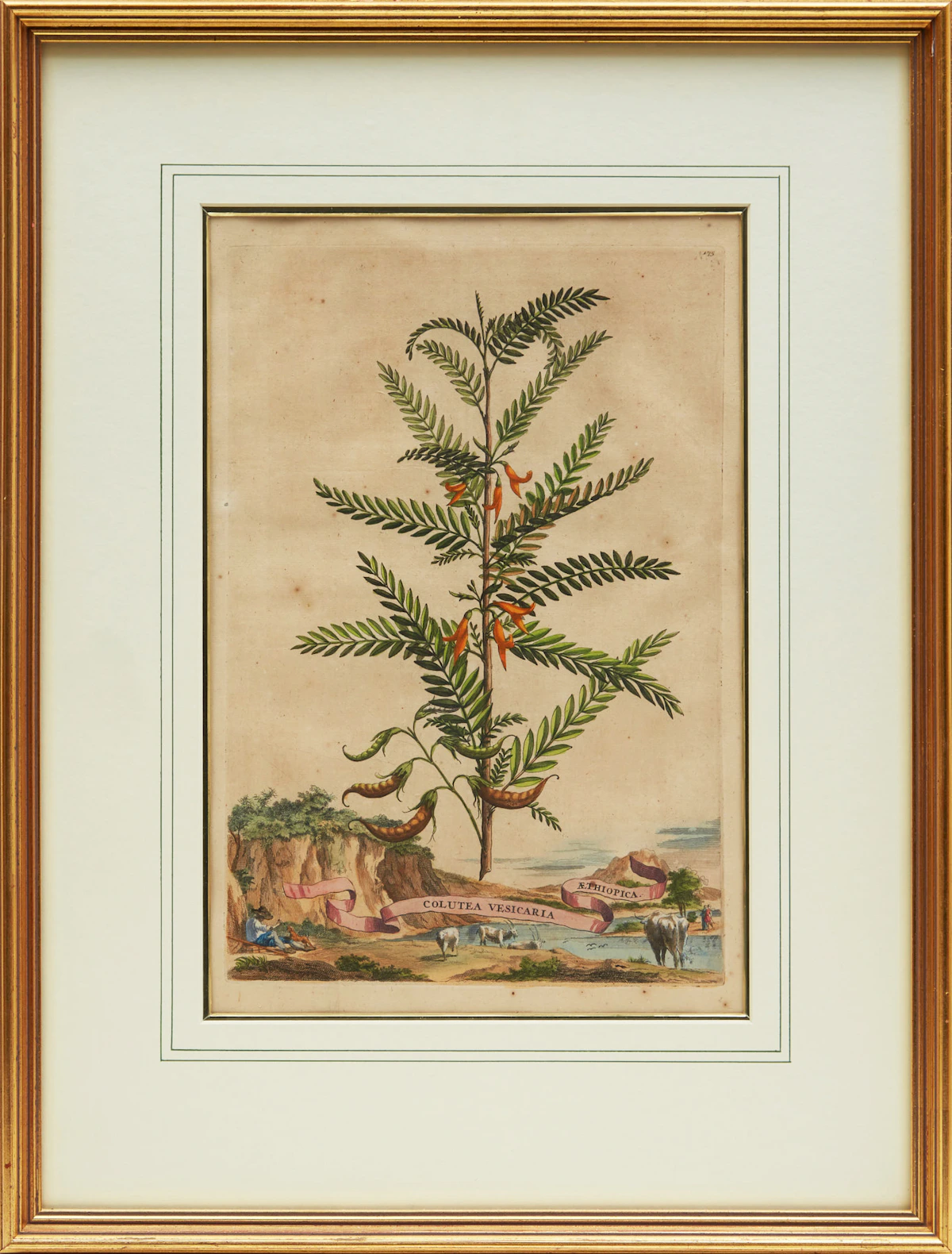 Abraham Munting, Twelve Botanical Prints, twelve colour engravings