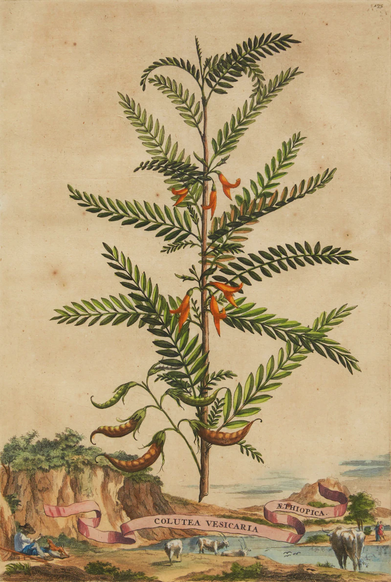 Abraham Munting, Twelve Botanical Prints, twelve colour engravings - view 2